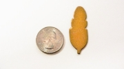 Picture of Pancake Die 804 Small Feather