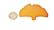 Picture of Pancake Die 921.1 Large Ginkgo Leaf